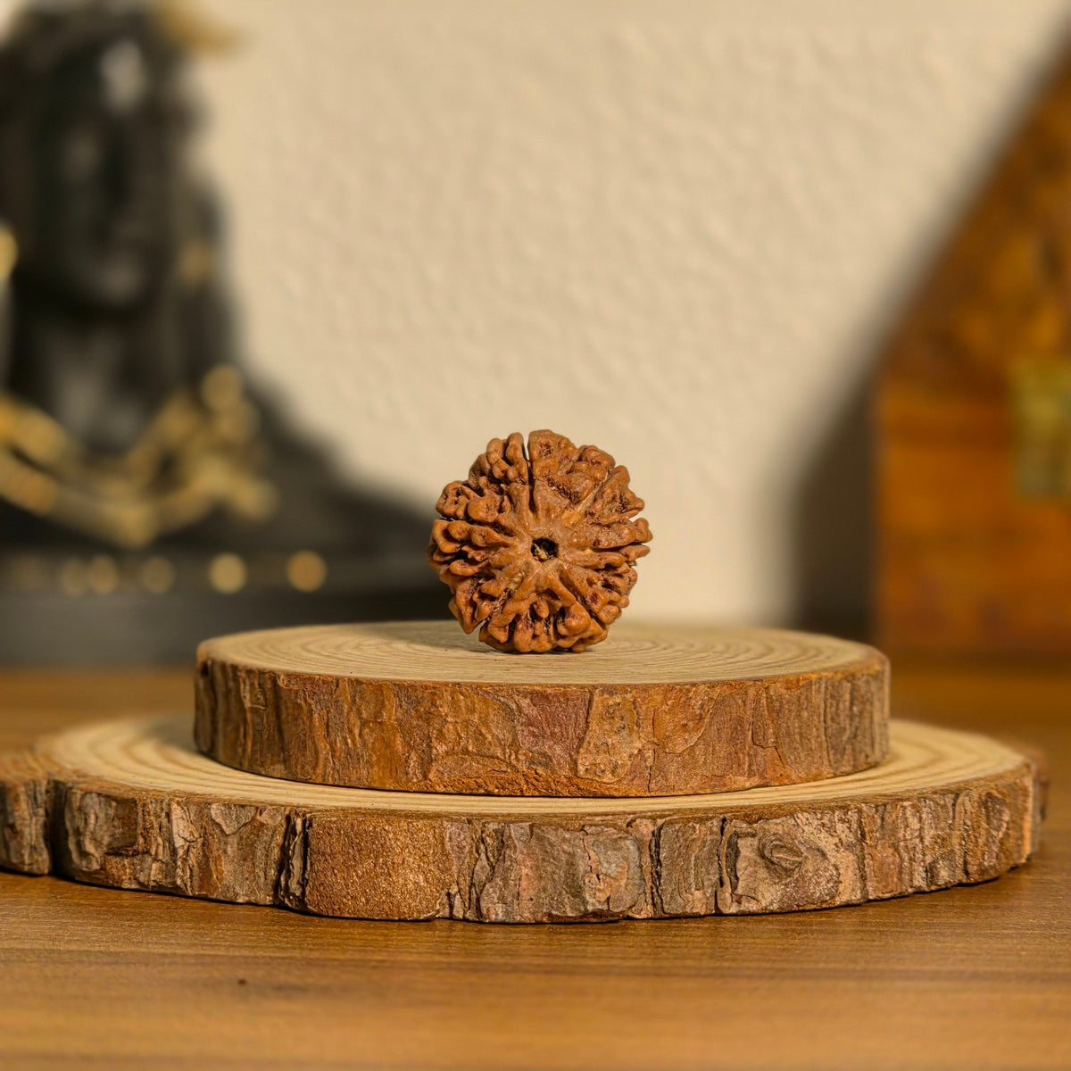 Natural 6 Mukhi Rudraksha | Nepal | Certified