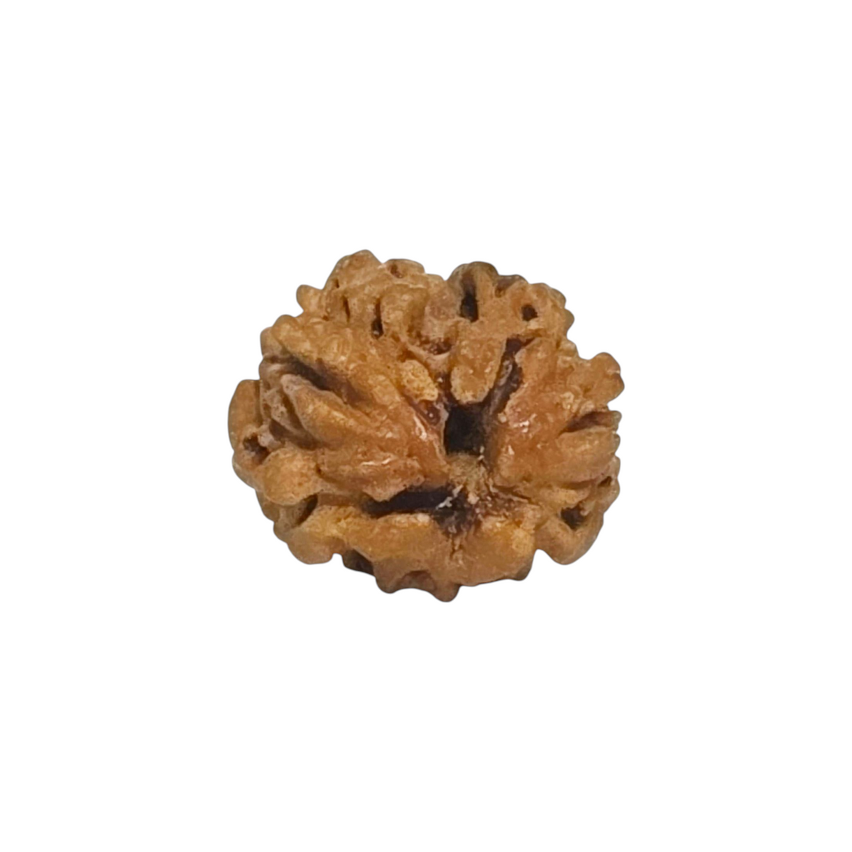 Natural 2 Mukhi Rudraksha | North India | Certified