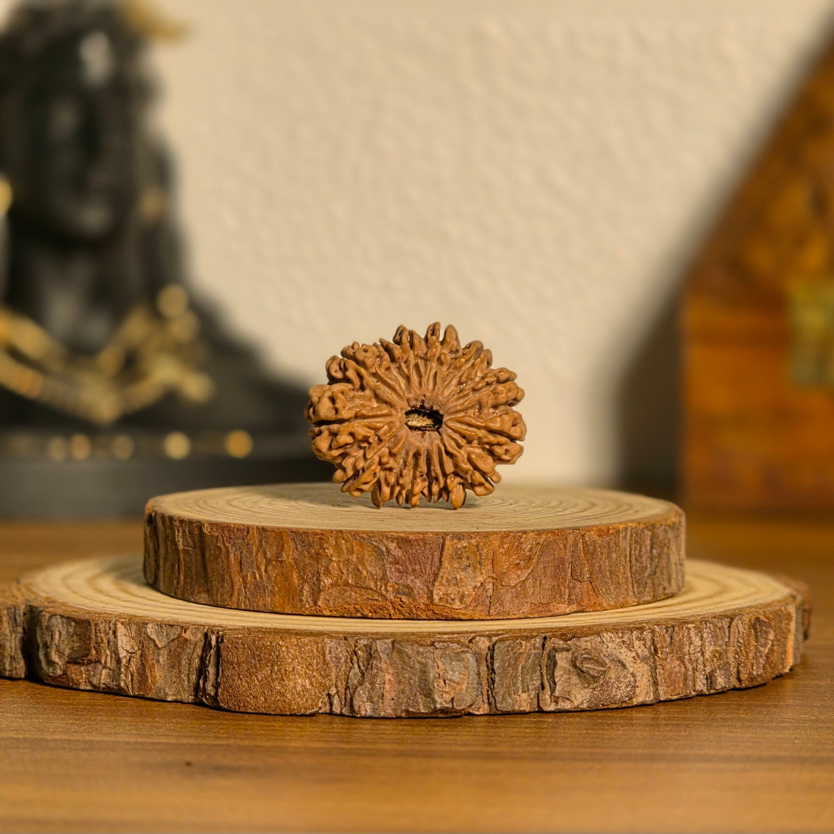 Natural 14 Mukhi Rudraksha | Nepal | Certified