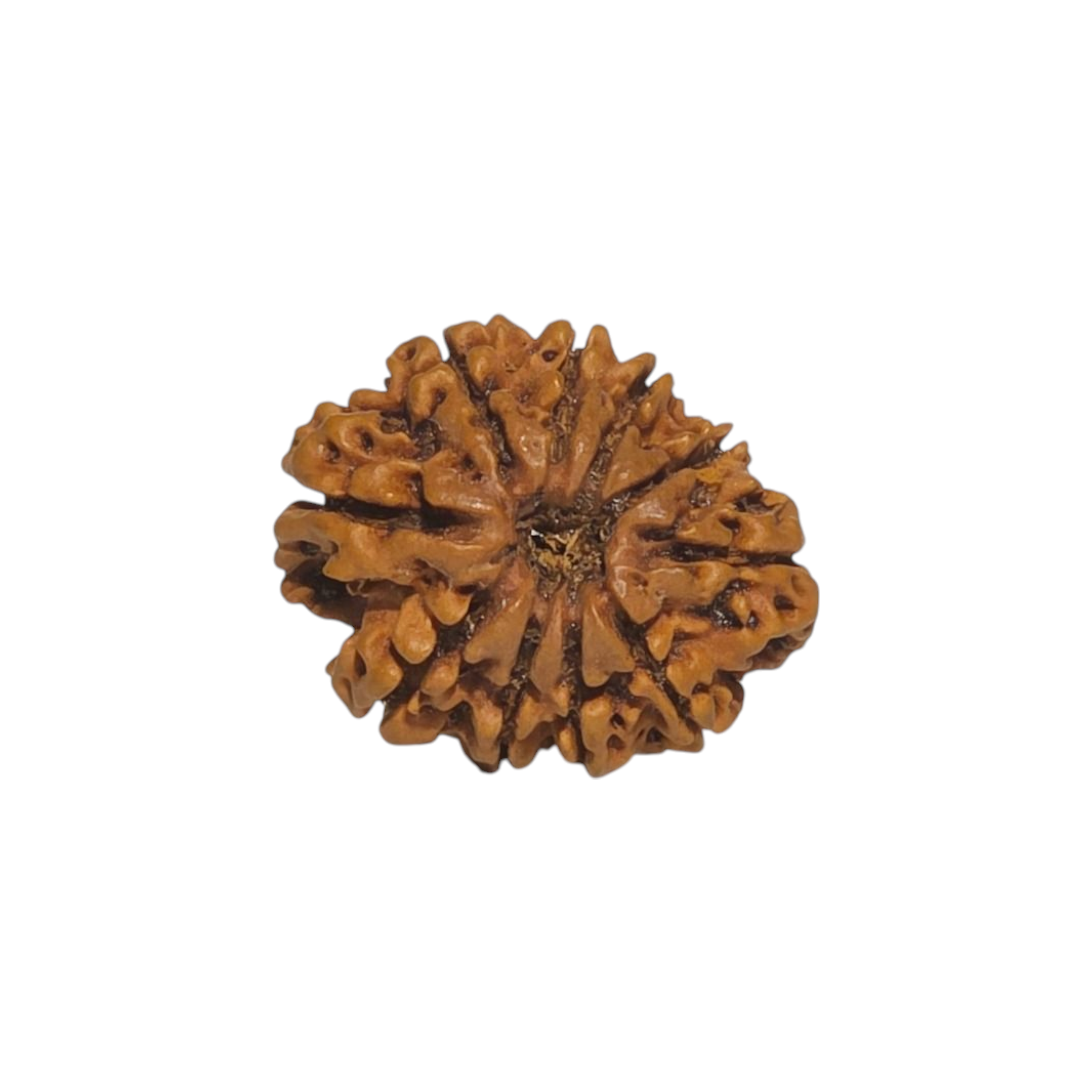 Natural Rudraksha 10 Mukhi
