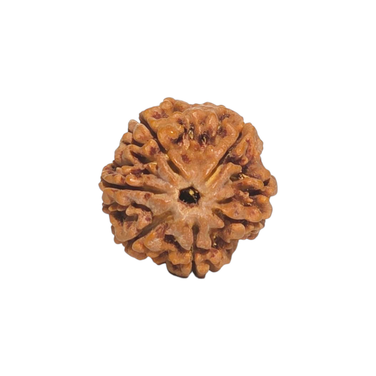 Natural 6 Mukhi Rudraksha | Nepal | Certified