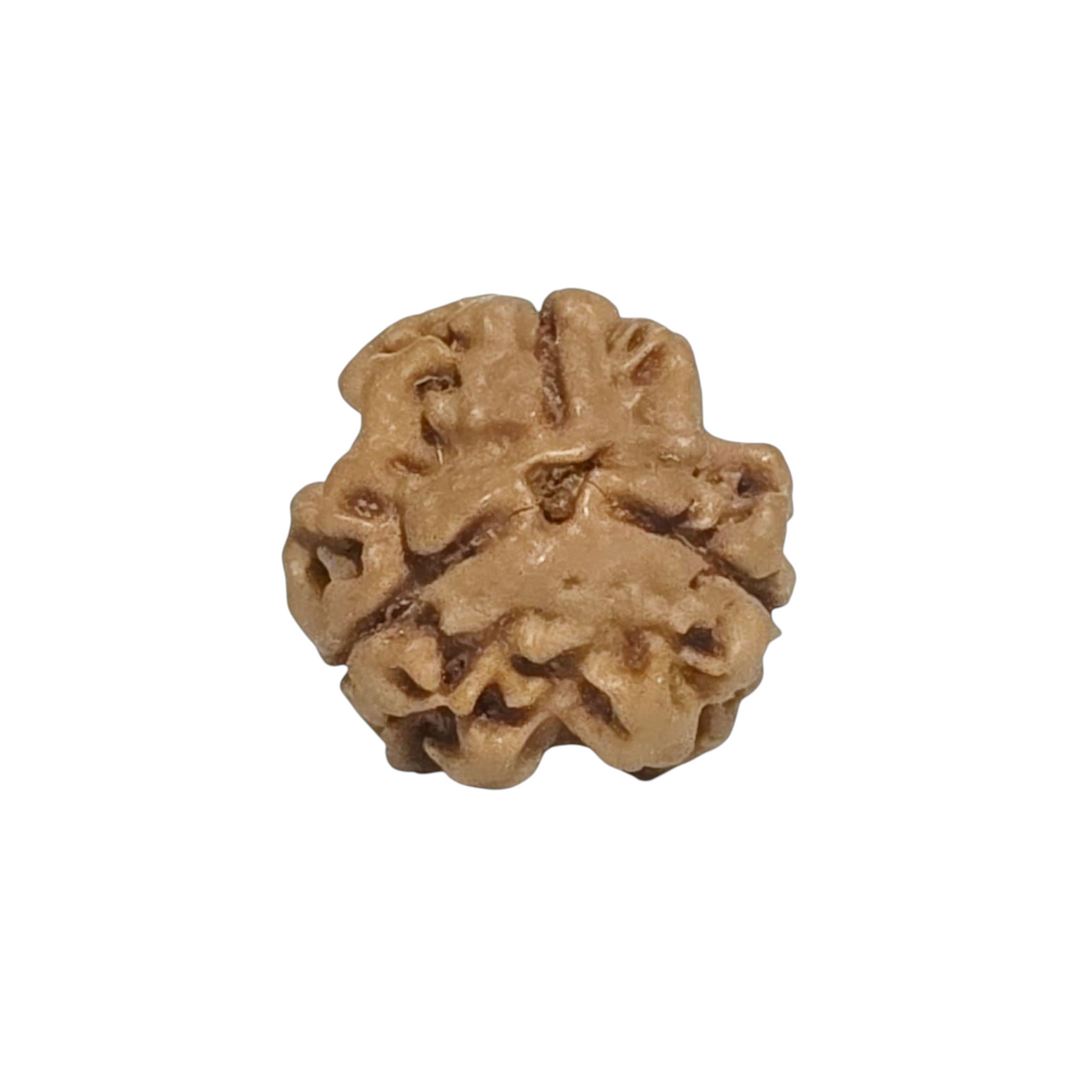 Natural 3 Mukhi Rudraksha | Nepal | Certified