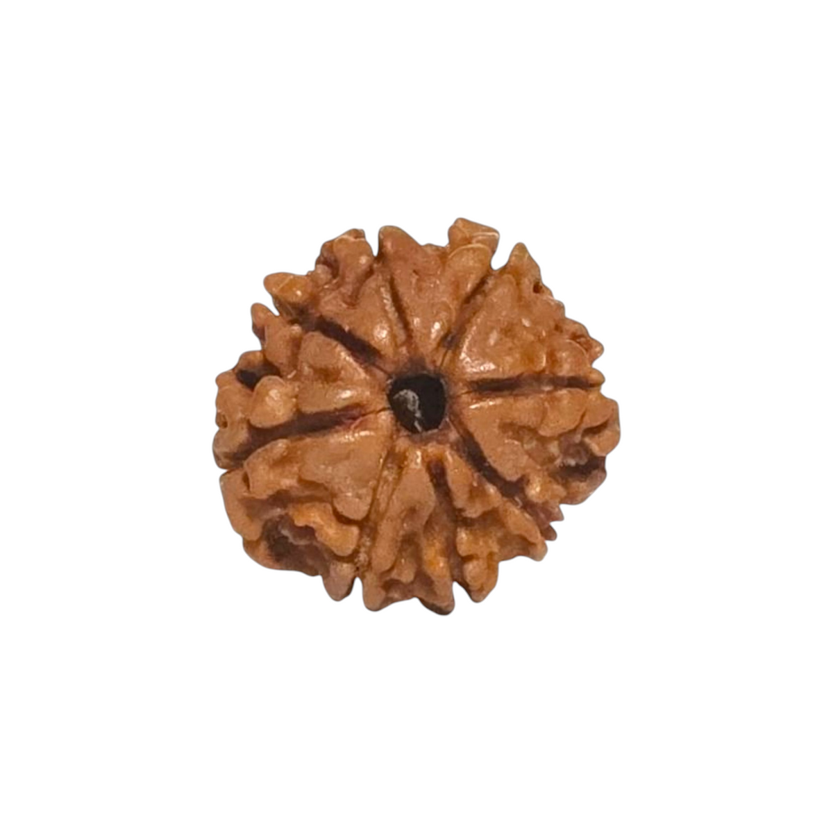 Natural 8 Mukhi Rudraksha | Nepal | Certified
