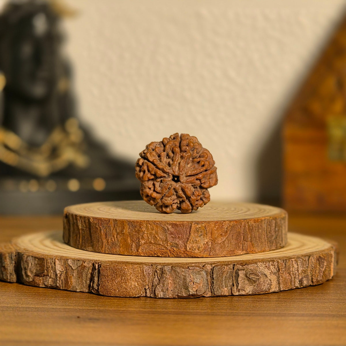 Natural 5 Mukhi Rudraksha | Nepal | Certified