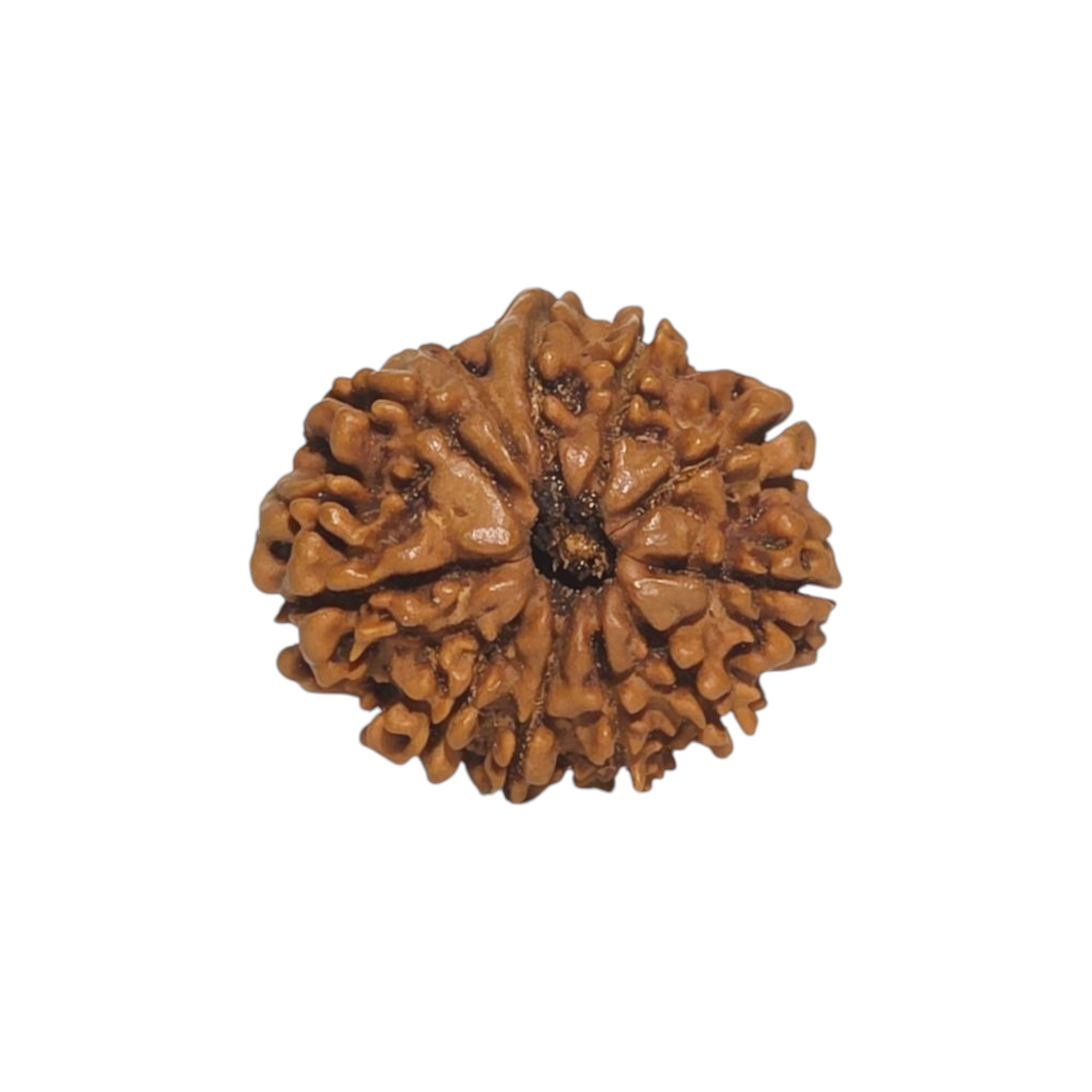 Natural 11 Mukhi Rudraksha | Nepal | Certified