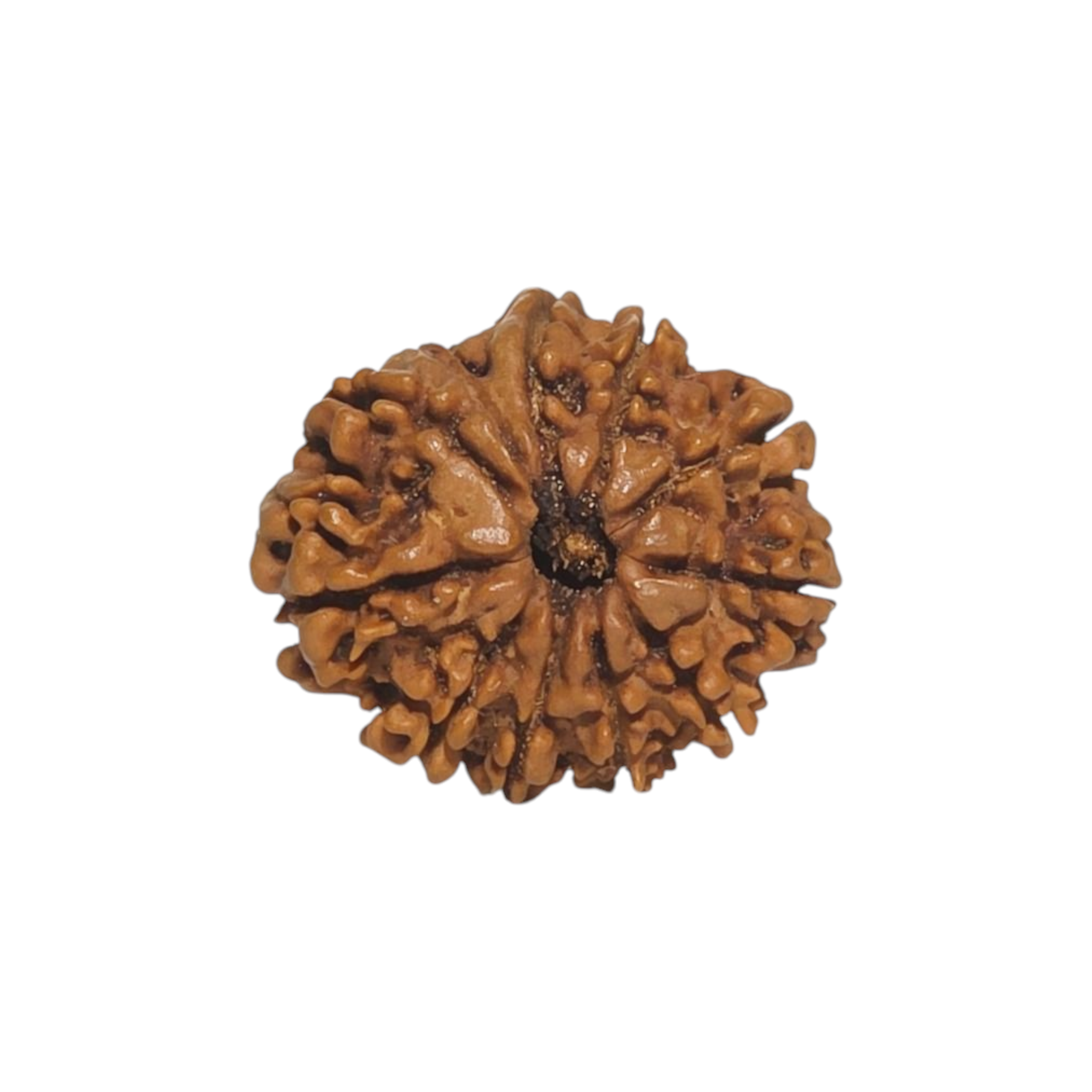 Natural Rudraksha 11 Mukhi