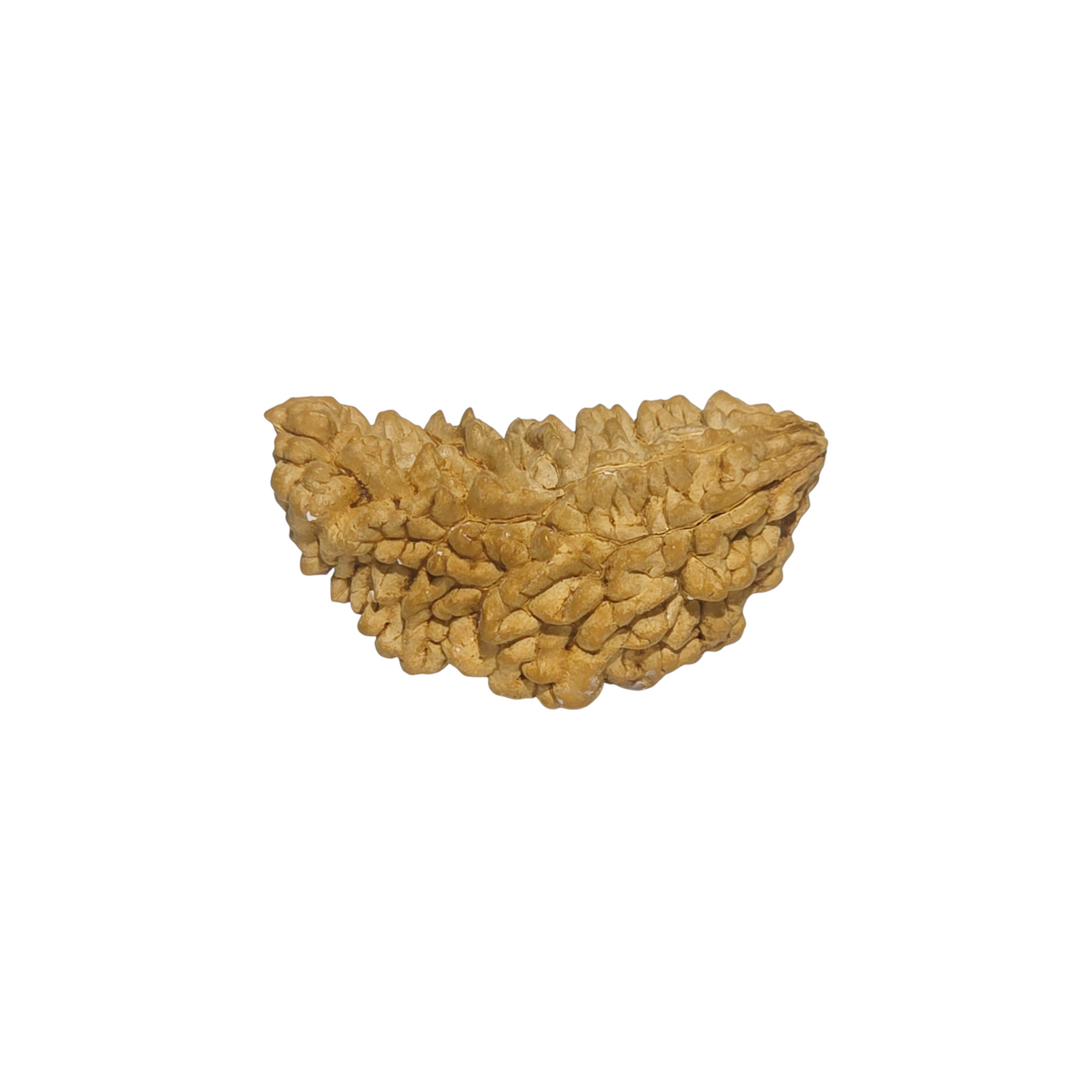 Natural 1 Mukhi Rudraksha | South India | Certified