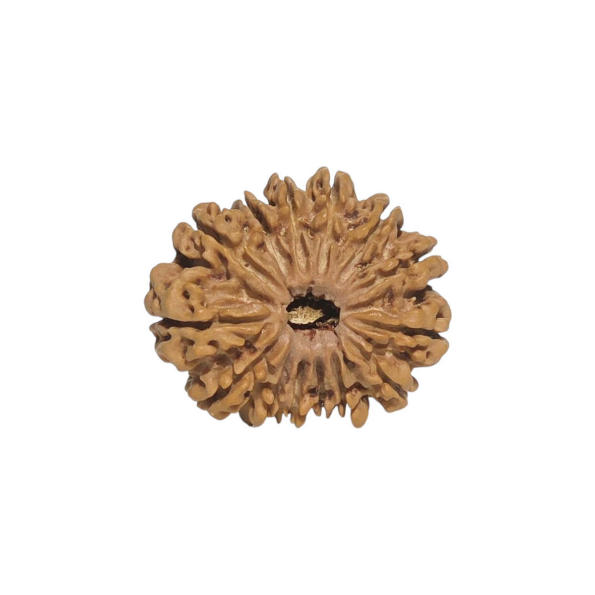 Natural 14 Mukhi Rudraksha | Nepal | Certified