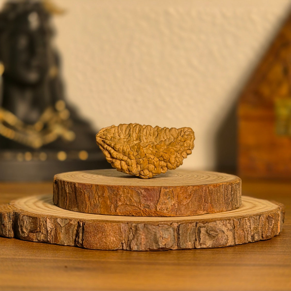 Natural 1 Mukhi Rudraksha | South India | Certified