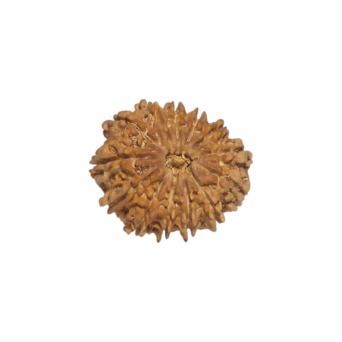 Natural 13 Mukhi Rudraksha | Nepal | Certified